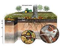 Gene identified that will help develop plants to fight climate change