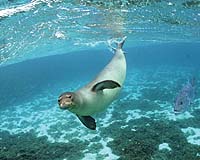 EU committee votes for ban on seal products
