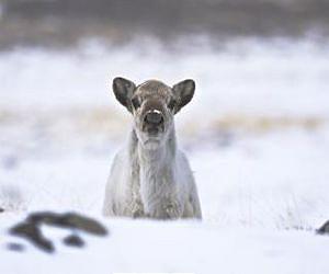 Warming hits Greenland's caribou