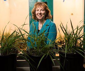 Avoiding virus dangers in 'domesticating' wild plants for biofuel use