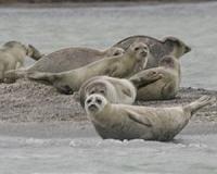 Historic German island is nursery for North Sea seals