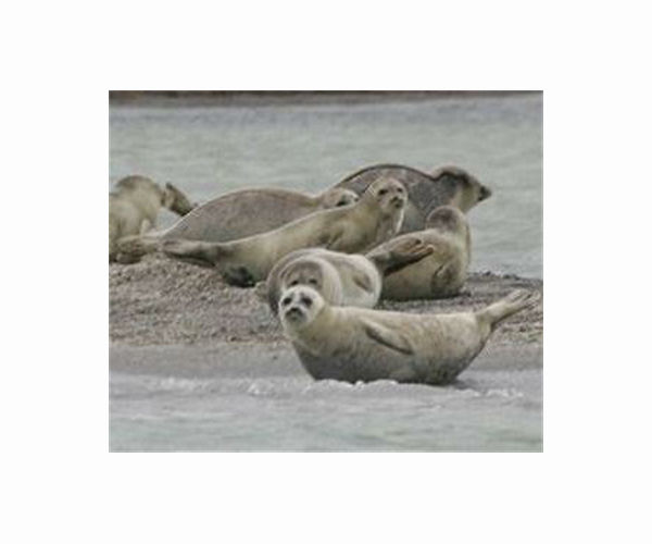 Russia probes mystery seal die-off