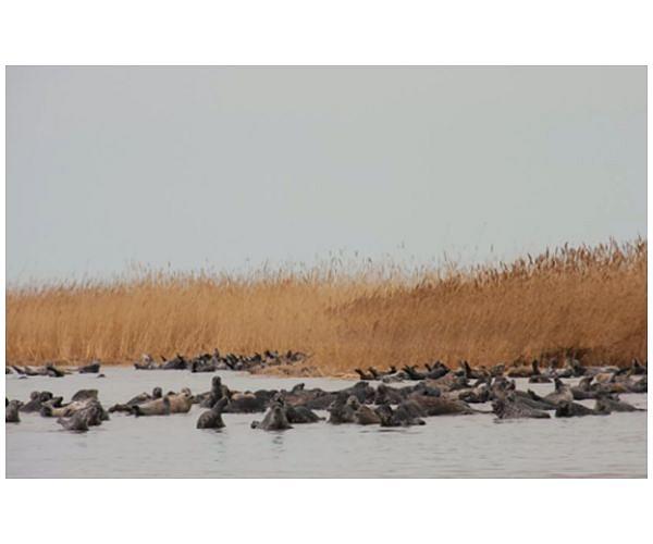 Mass death of rare seals reported in Caspian Sea