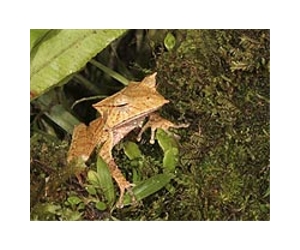 Frog feet could solve a sticky problem