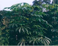 Fortified Cassava Could Provide A Day's Nutrition In A Single Meal
