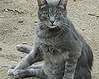 Silk Road discovery suggests cats were pets 1,000 years ago