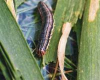 Liberian insect plague devastates farms