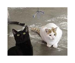 Ancient bones offer peek at history of cats in China