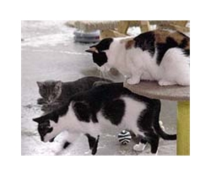 China crash sees cats escape cooking pot