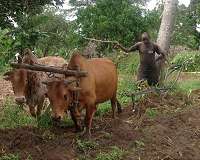 UN food agency urges 'agroecology' to fight famine