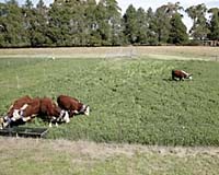 CSIRO Consolidates Its Agricultural Research