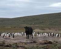 The fauna in the Antarctica is threatened by pathogens humans spread in polar latitudes
