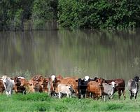 The Real Price of Steak