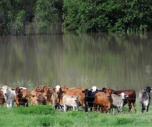 Diet and digestion in cows, chickens and pigs drives climate change 'hoofprint'