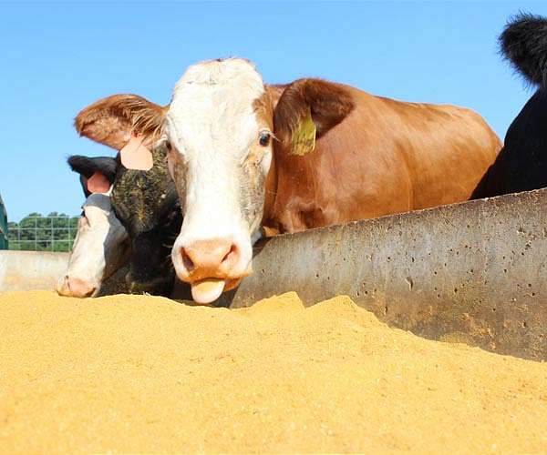 China says extends probe into beef imports