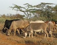 Early herders' grassy route through Africa