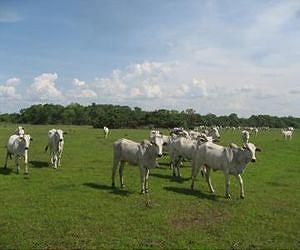 Early weaning, DDGS feed could cut costs for cattle producers