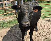 Cattle urine's planet-warming power can be curtailed with land restoration