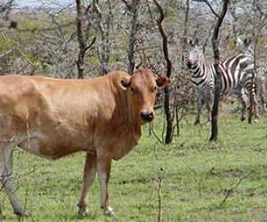 Eye size determined by maximum running speed in mammals