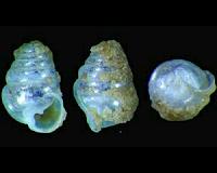 Huge organs defy austerity for tiny cave snails in the subterranean realm