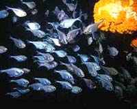 Species Diversity Less Dramatic Than Believed