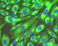 Universal flu shot in clinical trials