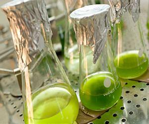 Algae can draw energy from other plants