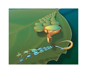 Cracking cellulose: a step into the biofuels future