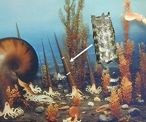 Ammonites Dined On Plankton