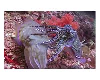 Weird pupils let octopuses see their colorful gardens
