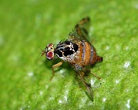 Truvia sugar substitute proves deadly to curious fruit flies