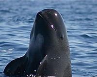 Scientists spot six near-extinct vaquita marinas