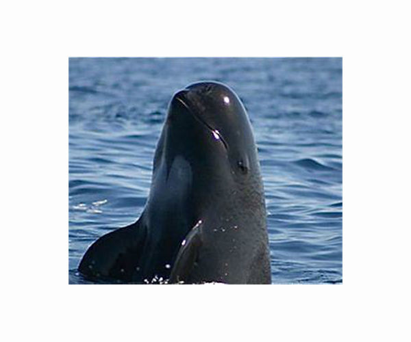 Vaquitas still exist, but barely: Experiment halted in Norway after whale drowns
