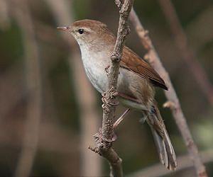 Wildlife responds increasingly rapidly to climate change