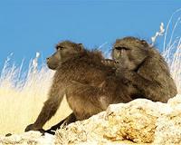 Tracking collars reveal raiding strategies used by hungry baboons