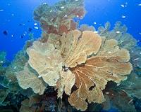 Only 4 percent of the ocean is protected