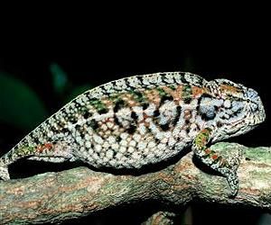 As Global Temperatures Rise The World's Lizards Are Disappearing