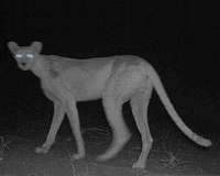 Endangered Saharan cheetah filmed in Algeria
