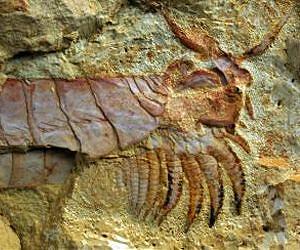 Feeding limbs and nervous system of one of Earth's earliest animals discovered