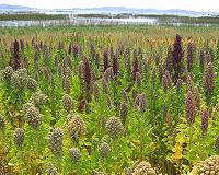 Ancient quinoa found in Ontario, suggesting early links between indigenous groups