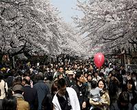 Invasive beetle threatens Japan's famed cherry blossoms