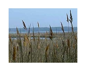 Satellite data yield better wetlands maps