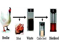 A Green Process For Biodiesel From Feather Meal
