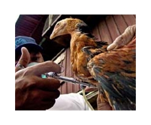 Cambodia fights surge in bird flu deaths