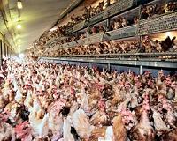 Ghana bans sale, movement of live poultry to stop bird flu spread