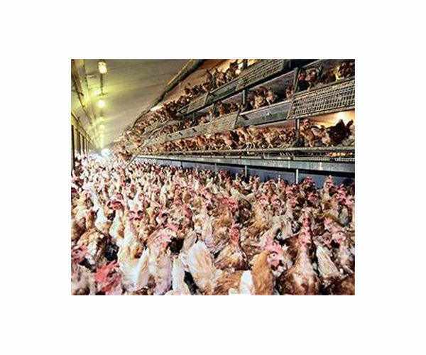 France to cull 'millions' more poultry as bird flu flares