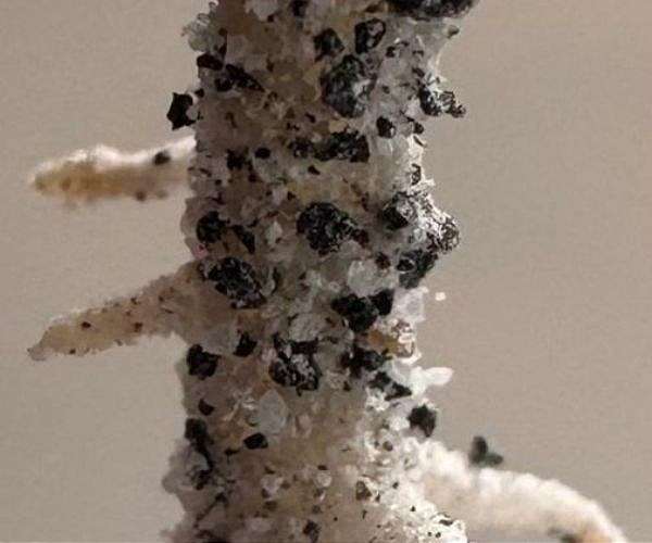 Chickpeas grown in simulated moon soil reach harvest