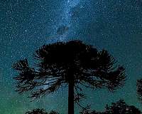 Chile's pine forests: a botanical dinosaur bound for extinction