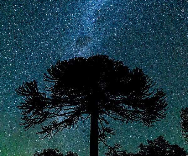 Brazil Indigenous group fights to save endangered evergreen