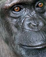 Chimpanzees Found To Use Tools To Hunt Mammalian Prey